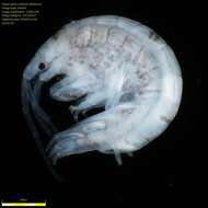 Image of Amphipoda