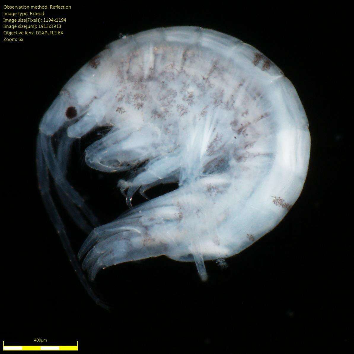 Image of Amphipoda