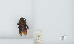 Image of Bombus atripes Smith 1852