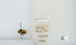 Image of Bombus jonellus (Kirby 1802)