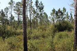 Image of low pinebarren milkwort