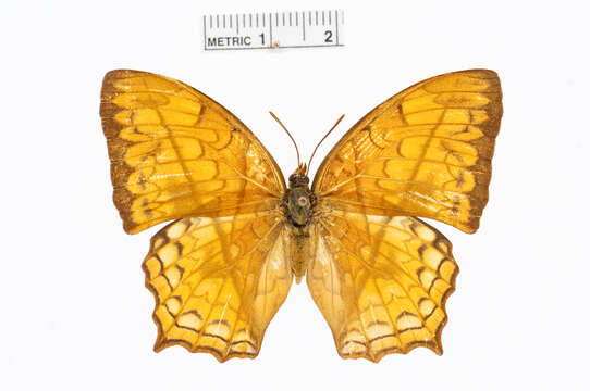 Imagem de Charaxes pleione Godart 1824