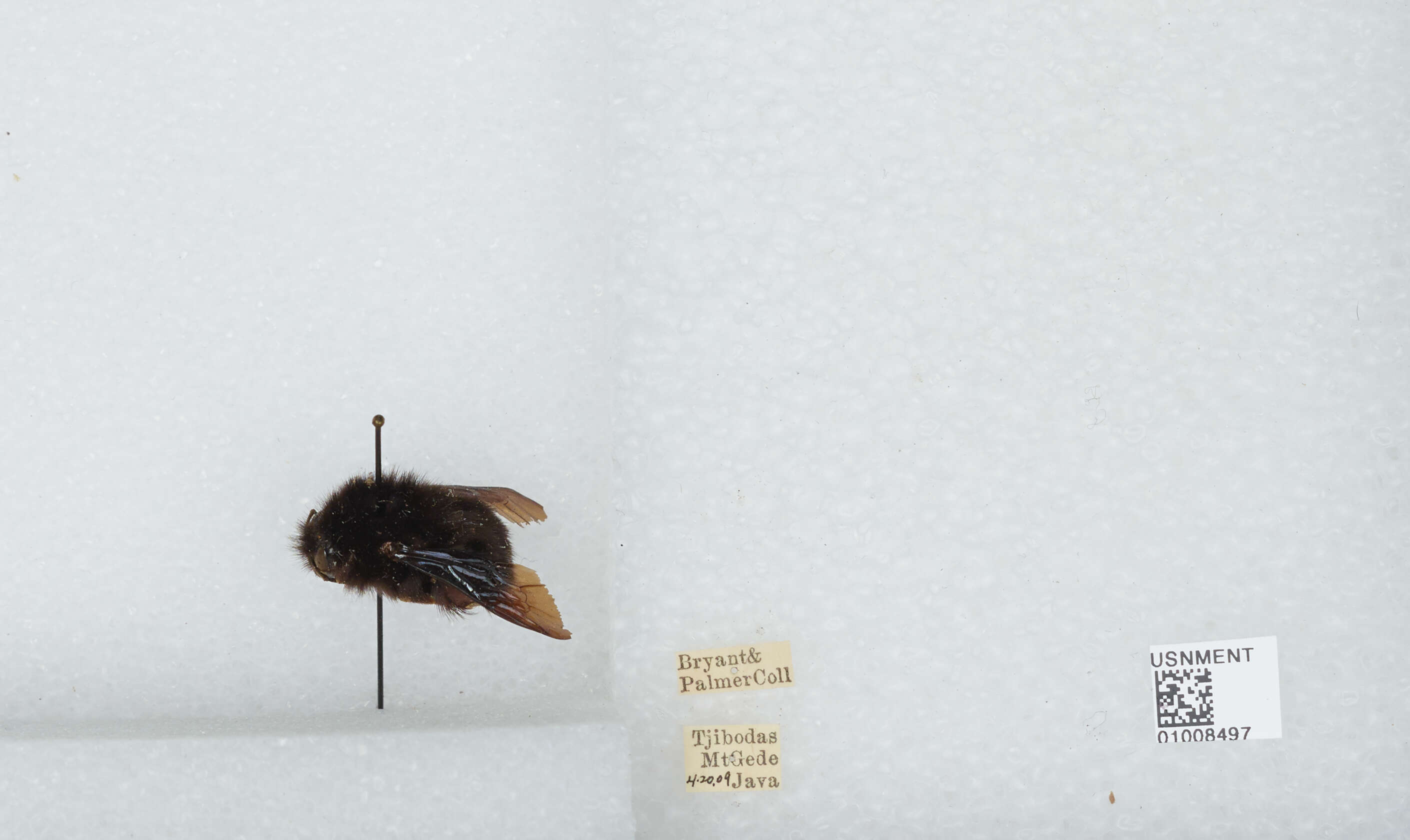 Image of Bombus atripes Smith 1852