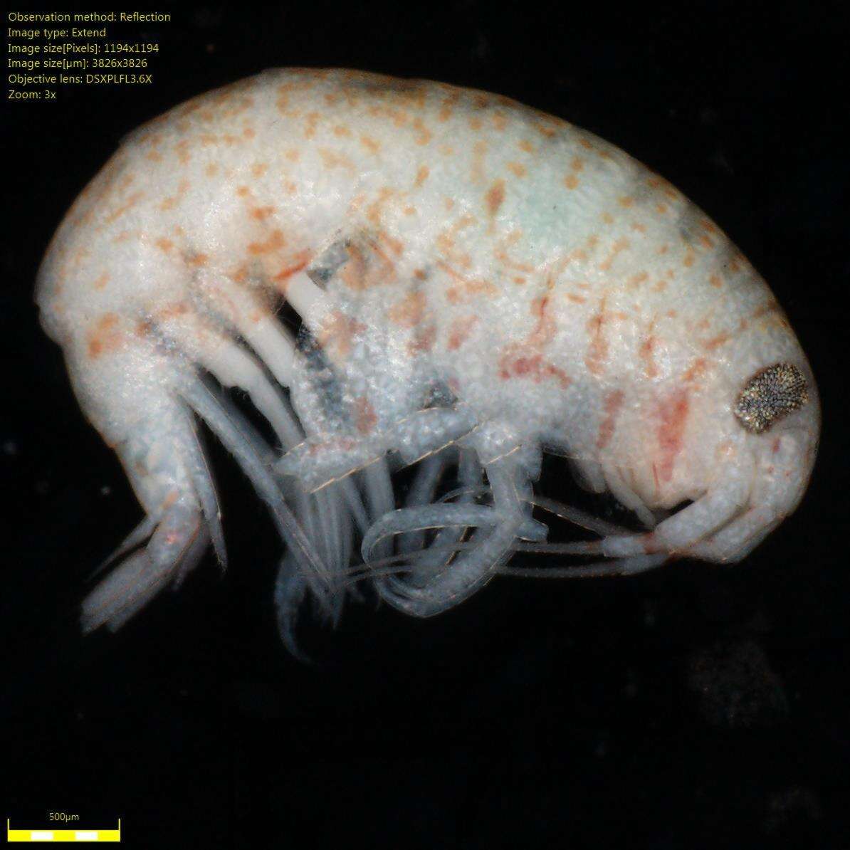 Image of Amphipoda