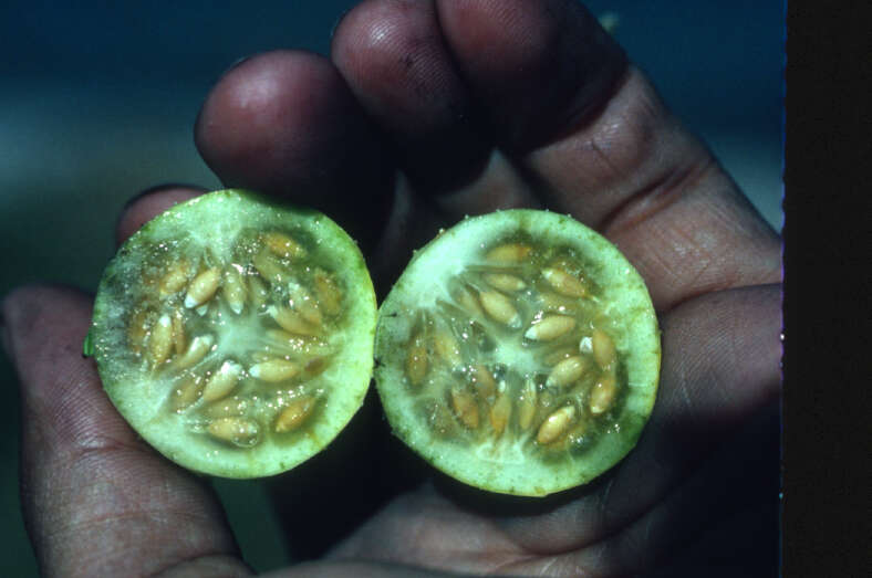 Image of West Indian gherkin