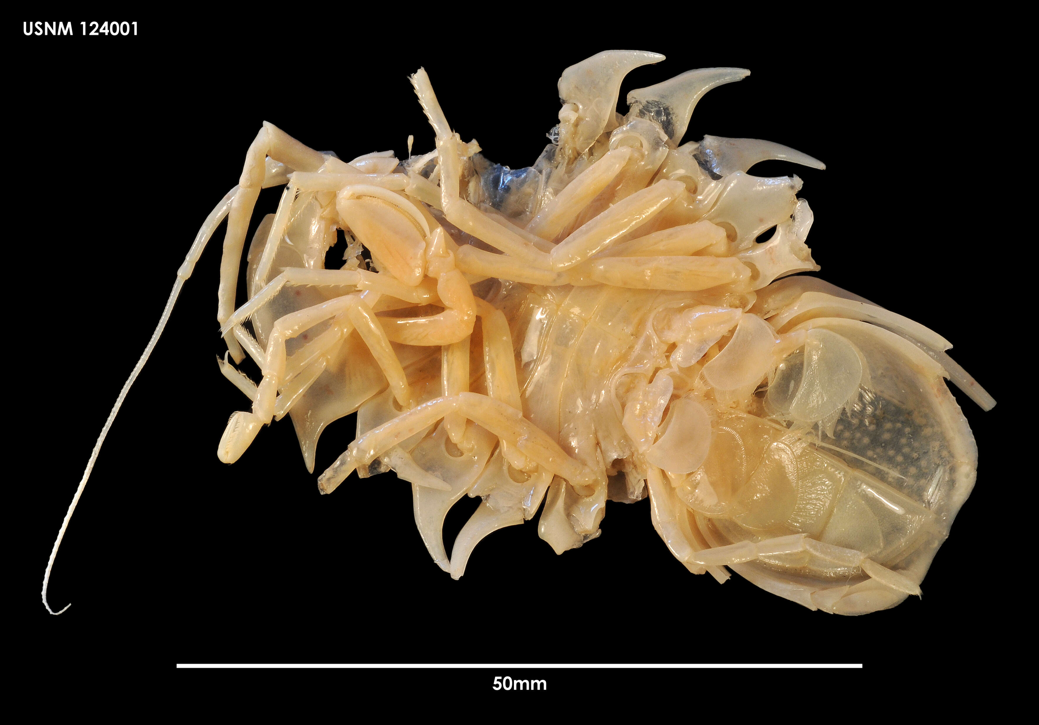 Sivun Acutiserolis spinosa (Kussakin 1967) kuva