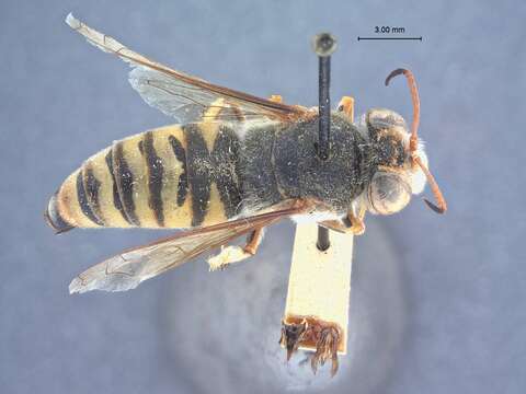 Image of Bembix fuscipennis Lepeletier 1845