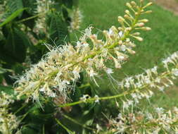 Imagem de Aesculus parviflora Walt.