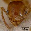 Image of Pheidole sitarches rufescens Wheeler 1908