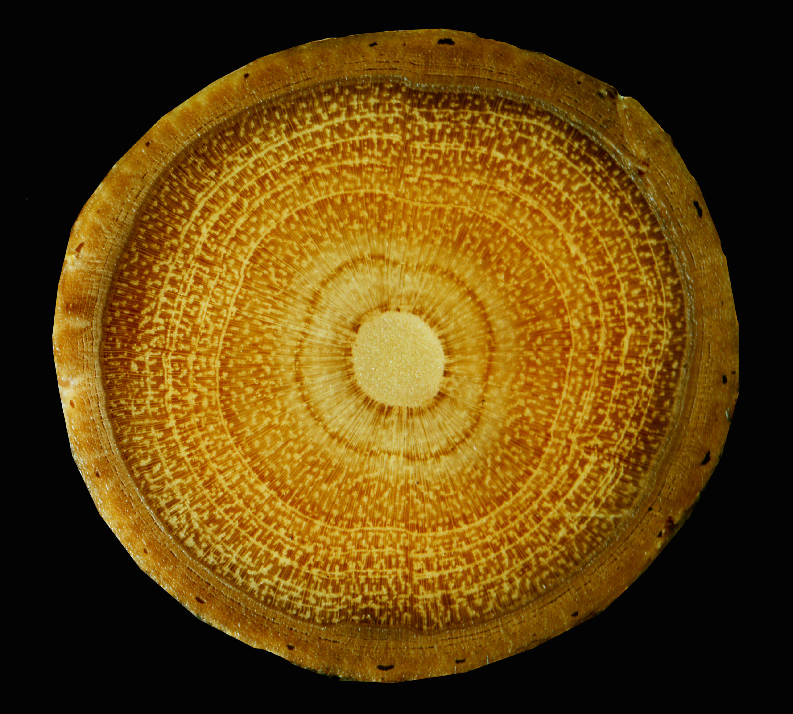 Image of Tanaecium tetramerum (A. H. Gentry) Zuntini & L. G. Lohmann