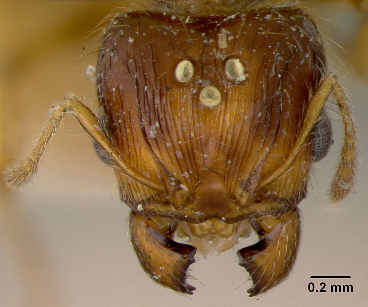 Image of Pheidole knowlesi Mann 1921