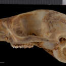 Image of Glaucomys sabrinus zaphaeus (Osgood 1905)