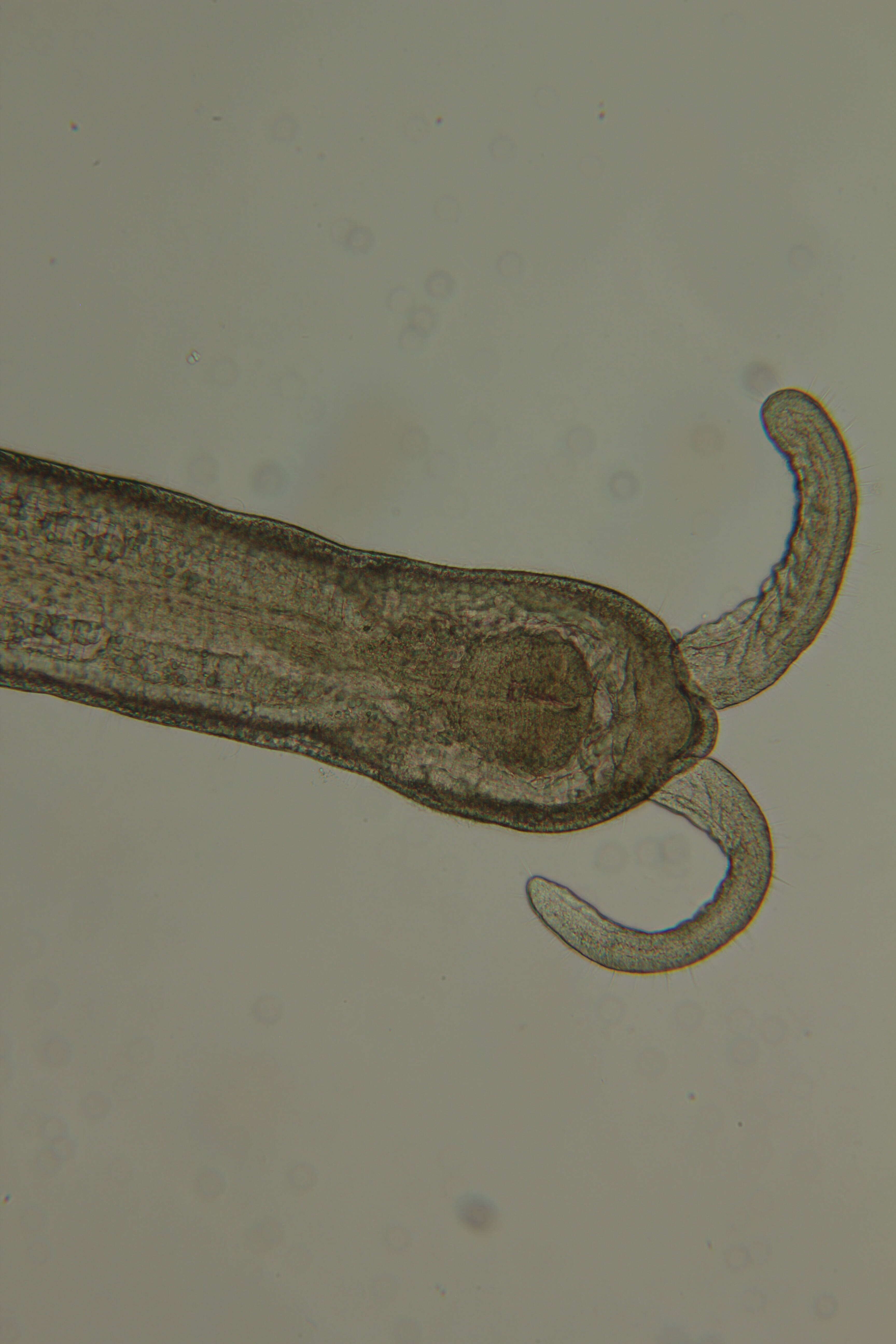Image of Claudrilus ovarium (Di Domenico, Martínez, Lana & Worsaae 2013)