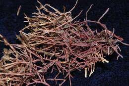 Image of Amphiroa fragilissima