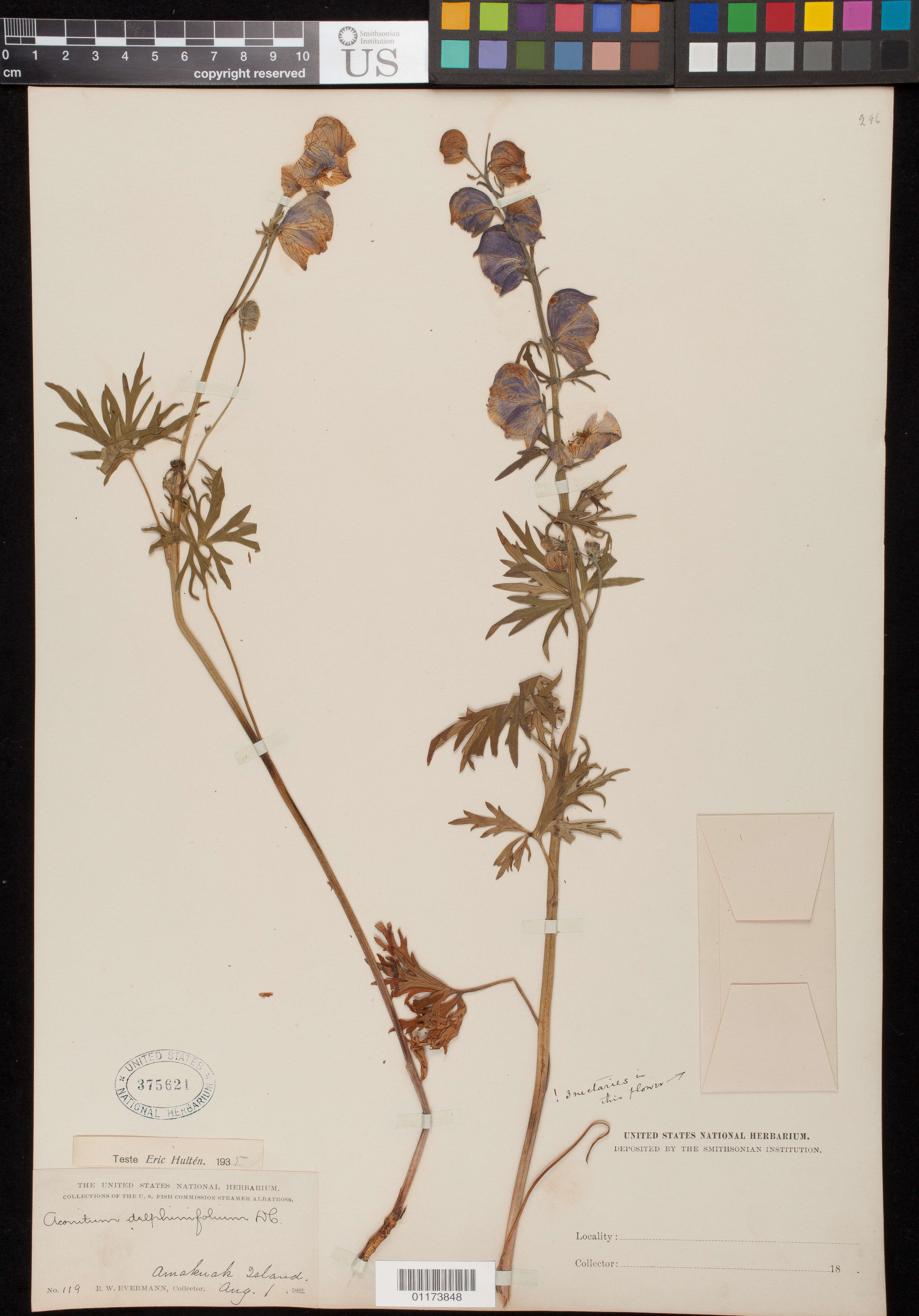 Image of Aconitum delphinifolium DC.
