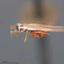 Image of Leptodictya (Hanuala) bambusae Drake 1918