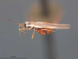 Image of Leptodictya (Hanuala) bambusae Drake 1918