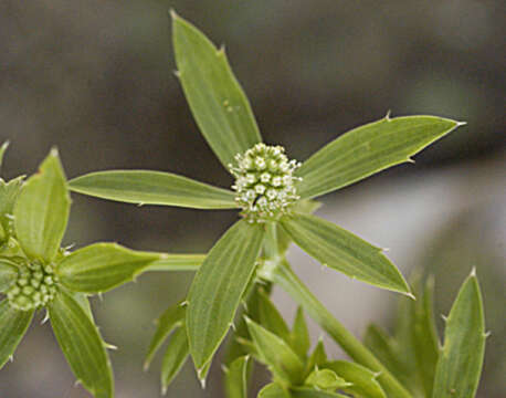 Imagem de Eryngium foetidum L.