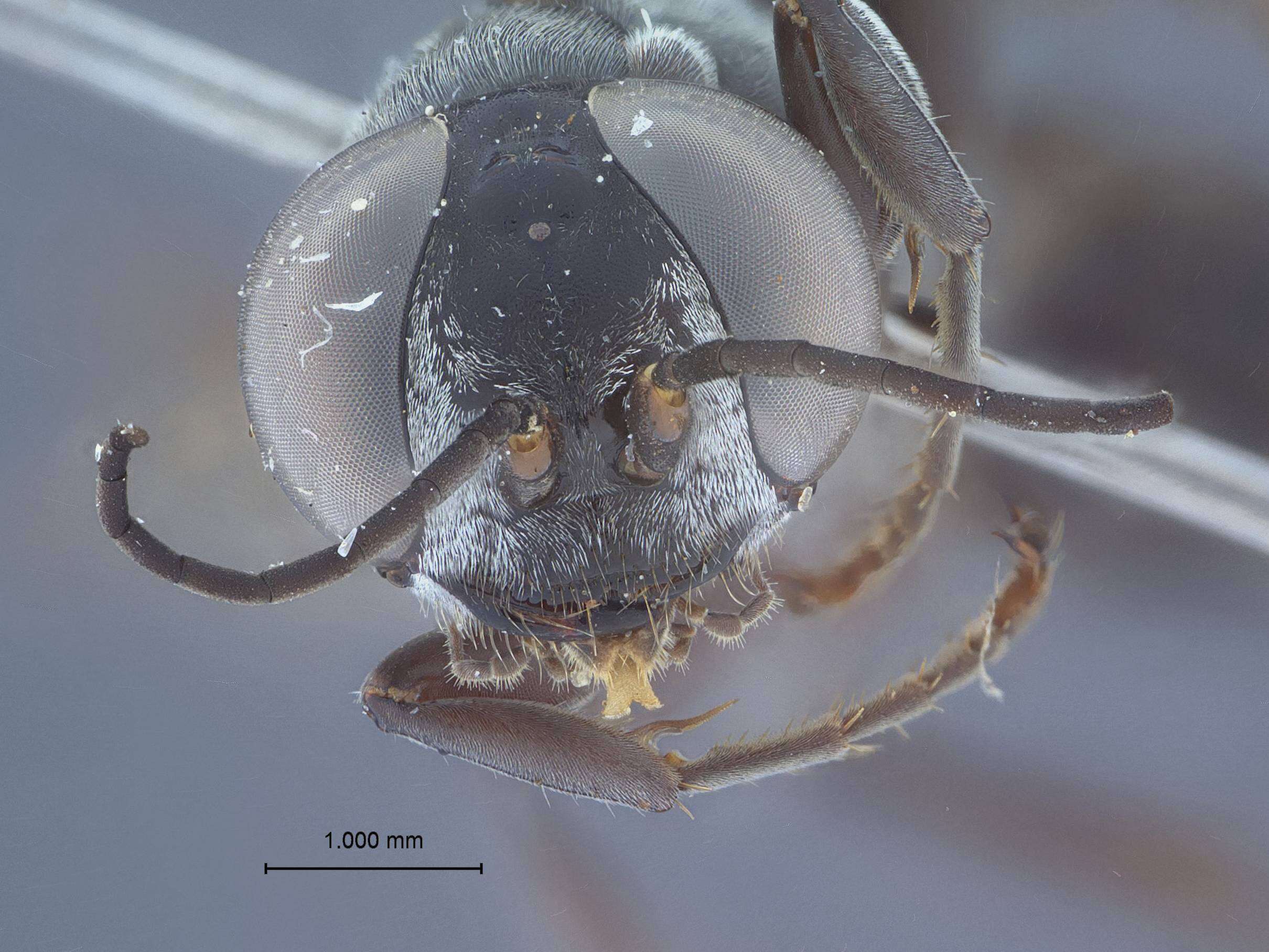 Image of Tachysphex xanthoptesimus Pulawski ex Krombein & Pulawski 1994