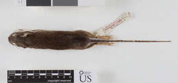 Image of Heteromys desmarestianus zonalis Goldman 1912