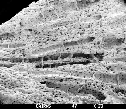 Image of Sporadopora dichotoma (Moseley 1876)