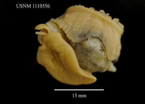 Image of Isosicyonis striata Rodríguez & López-González 2008