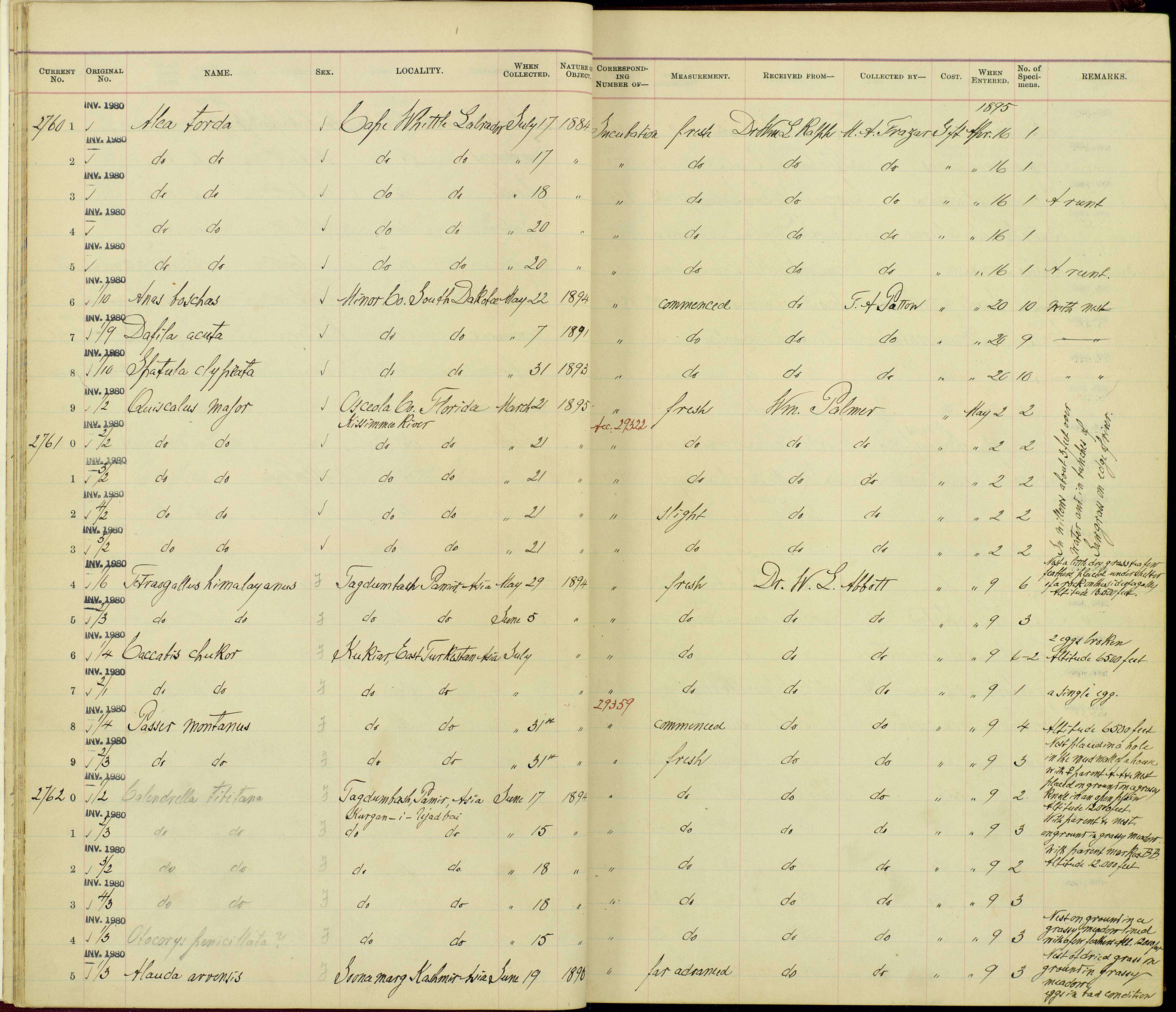 Plancia ëd Alectoris chukar (Gray & JE 1830)