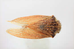 Image of Metcalfiella careacalignea McKamey