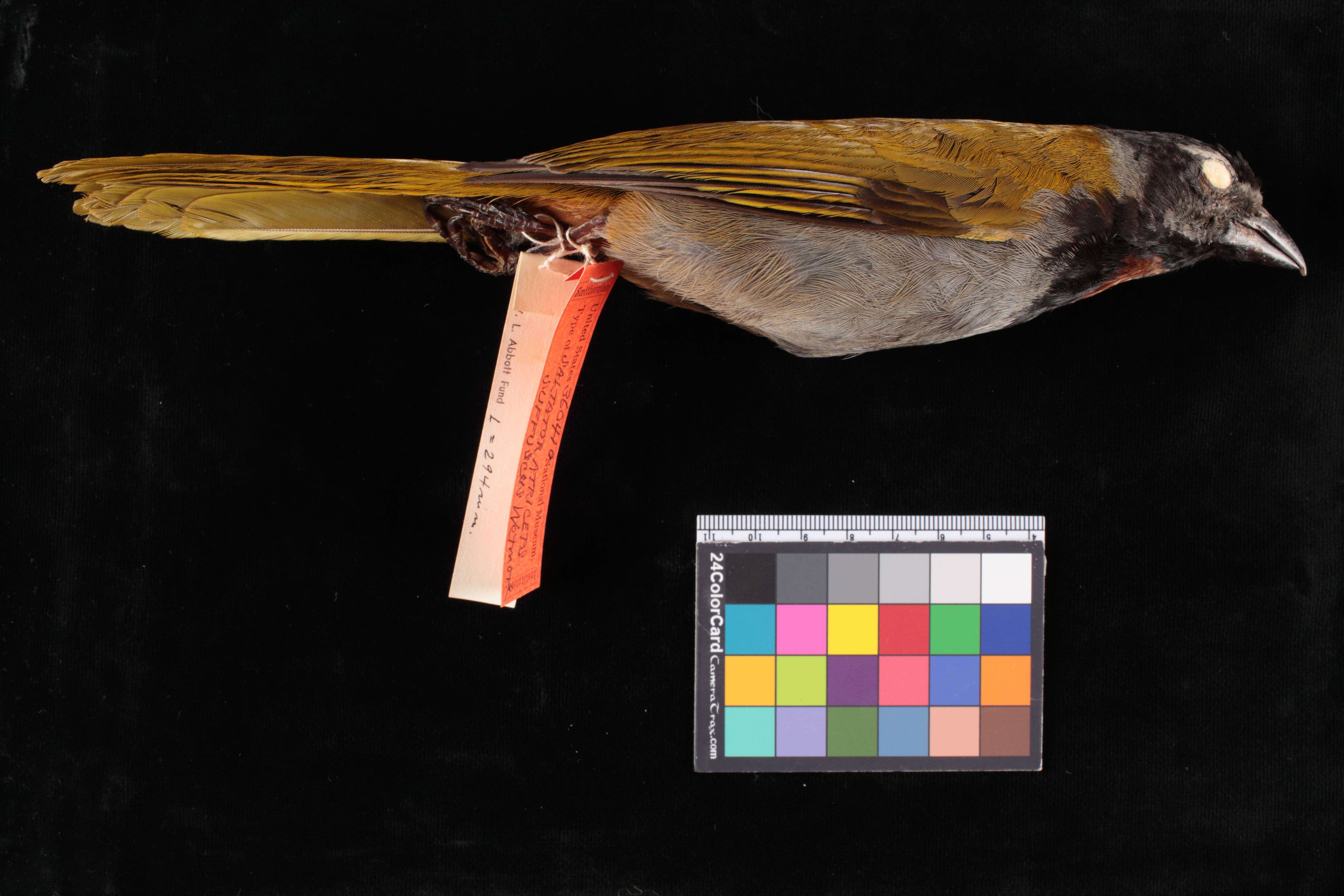 Imagem de Saltator atriceps suffuscus Wetmore 1942