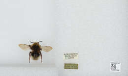 Image of Bombus quadricolor (Lepeletier 1832)