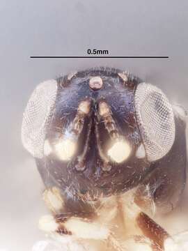 Image of Tanaostigmodes sonorensis La Salle 1987