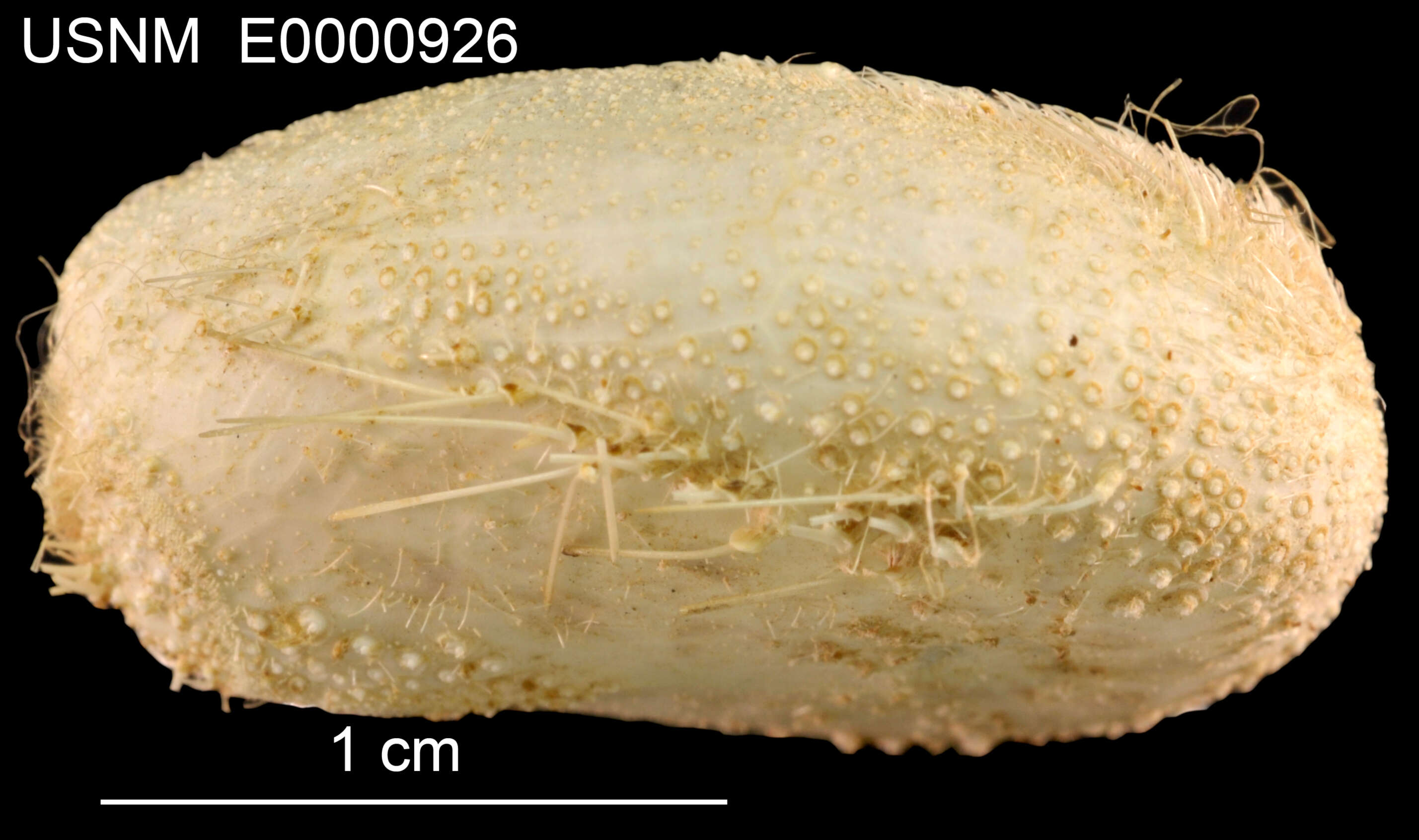 Image of Pycnolampas oviformis A. Agassiz & H. L. Clark 1907