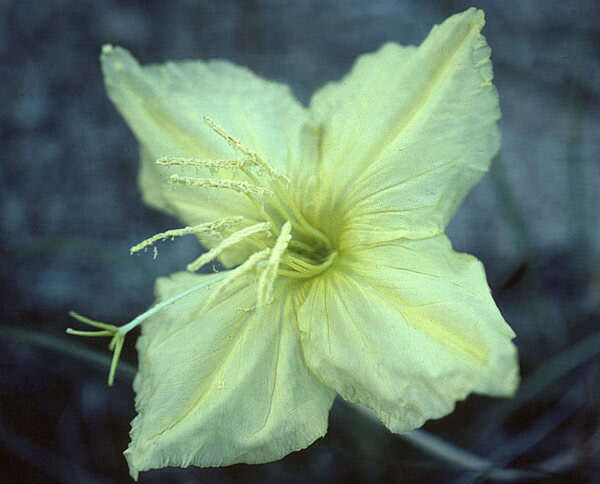 Plancia ëd Oenothera brachycarpa A. Gray