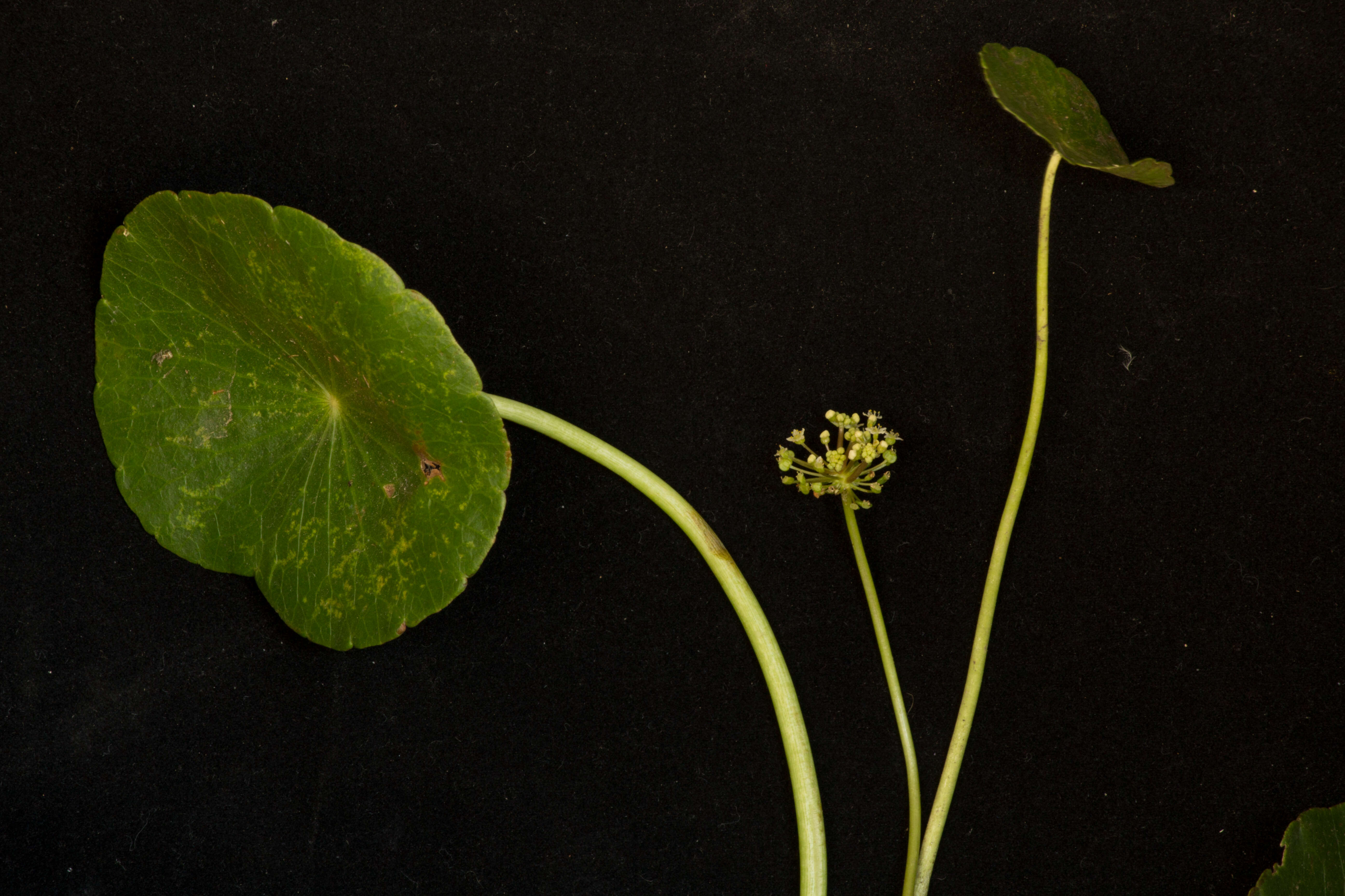 Image of largeleaf pennywort