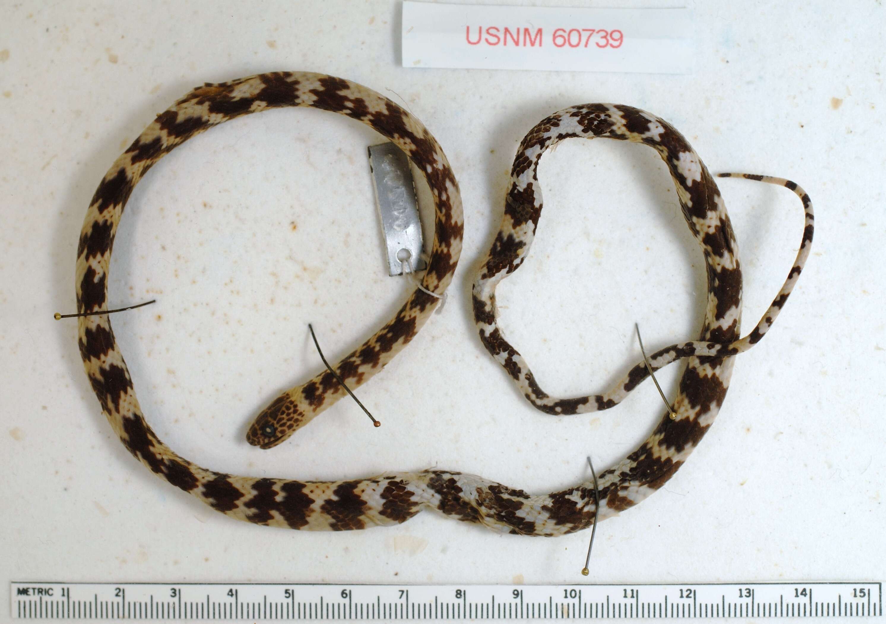 Image of Panama Spotted Night Snake