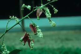 Image of Mikania salzmanniifolia DC.