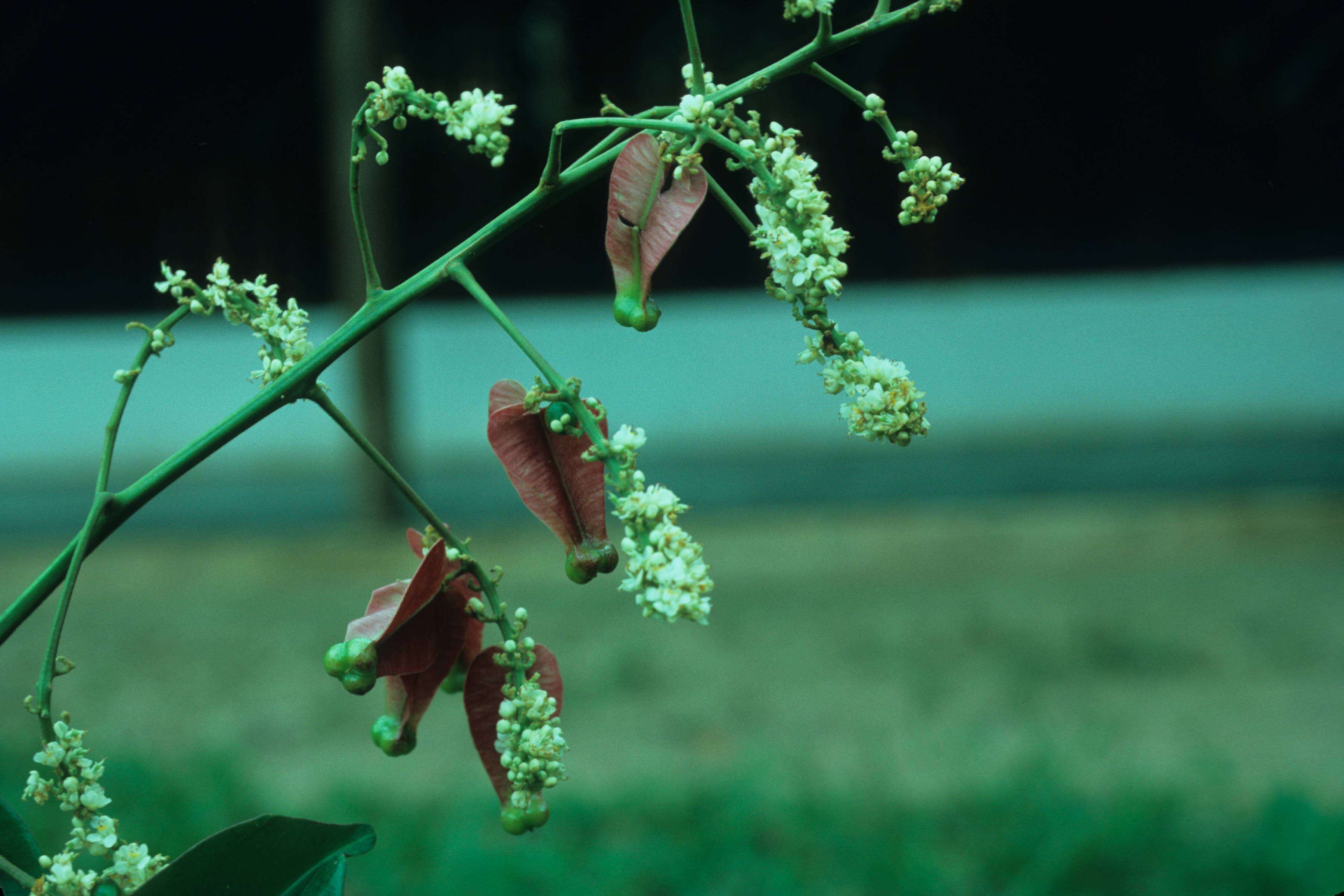 Mikania salzmanniifolia DC. resmi