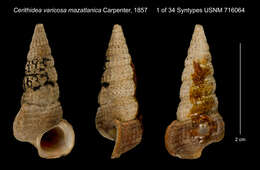 Image of Cerithidea varicosa Morch 1876