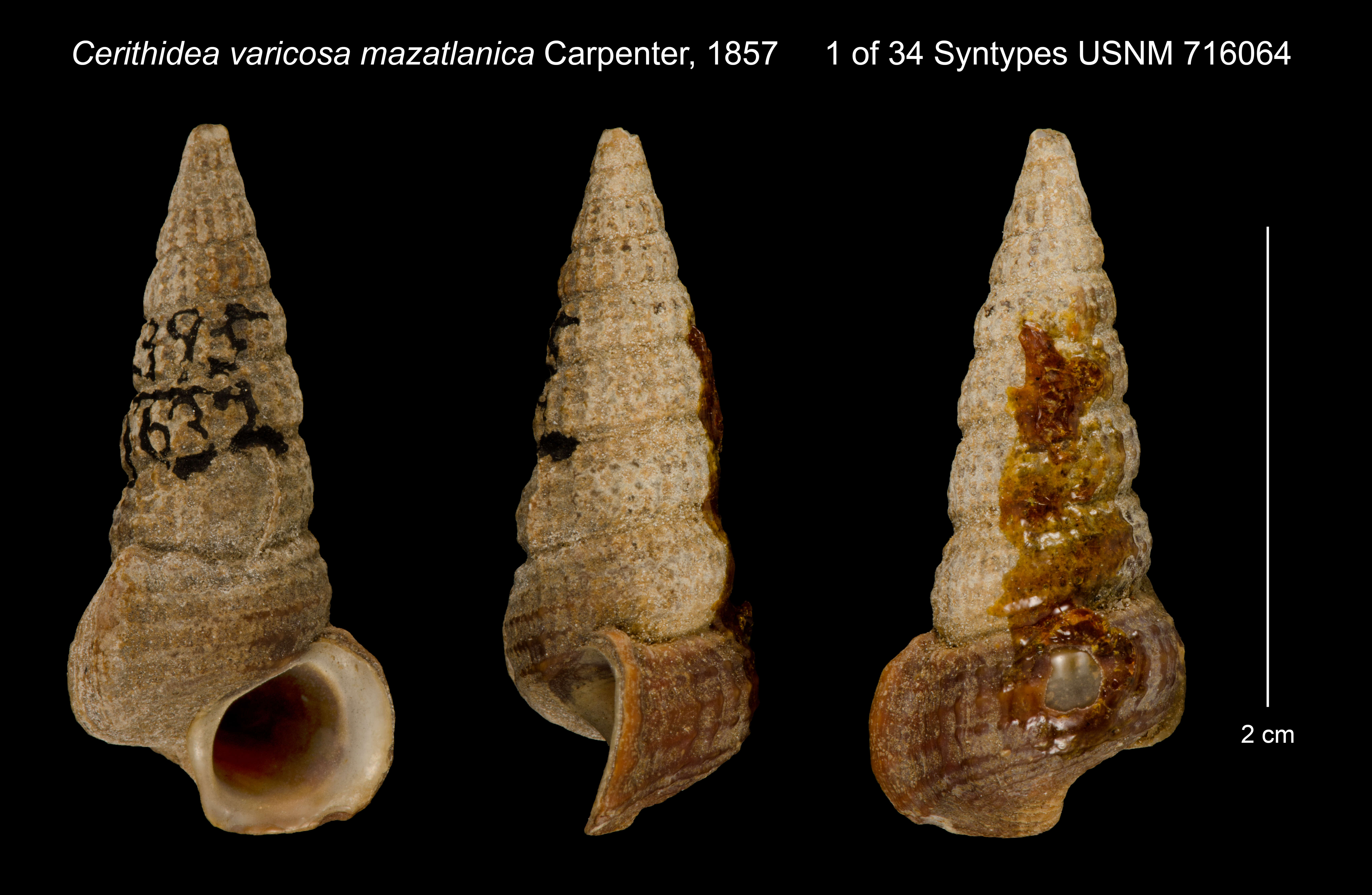 Image of Cerithidea varicosa Morch 1876