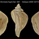 Image of Fragile whelk