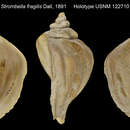 Volutopsius fragilis (Dall 1891) resmi