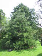 Image of Armand pine