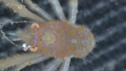 Image of Phylladiorhynchus Baba 1969