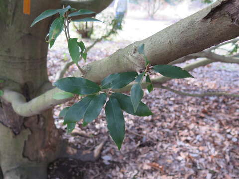 Image of Quercus salicina Blume