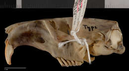 Image of Merriam's Pocket Gopher