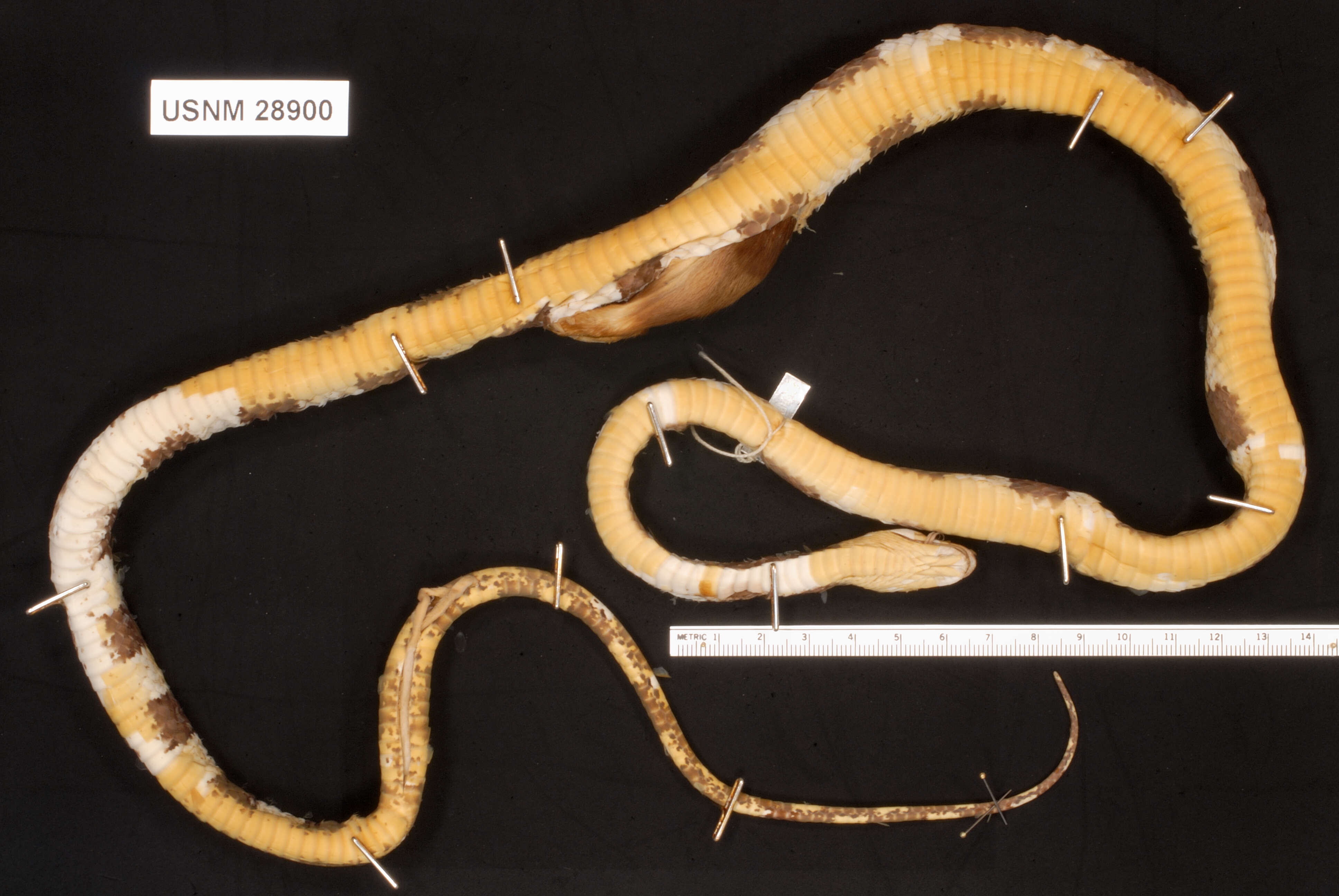 صورة Oxyrhopus petolarius sebae A. M. C. Duméril, Bibron & A. H. A. Duméril 1854