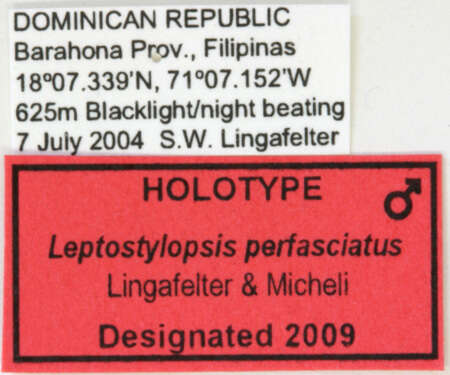 Image of Leptostylopsis perfasciatus Lingafelter & Micheli 2009