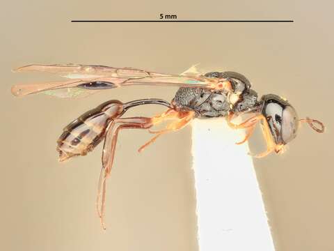 صورة Carinostigmus bucheilus Krombein 1984