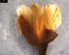 Image of Staphylea megaphylla (Tul.) Byng & Christenh.