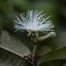 Couepia latifolia Standl. resmi